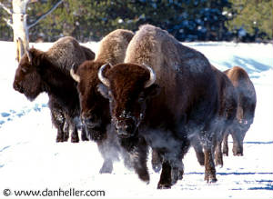 bison.jpg